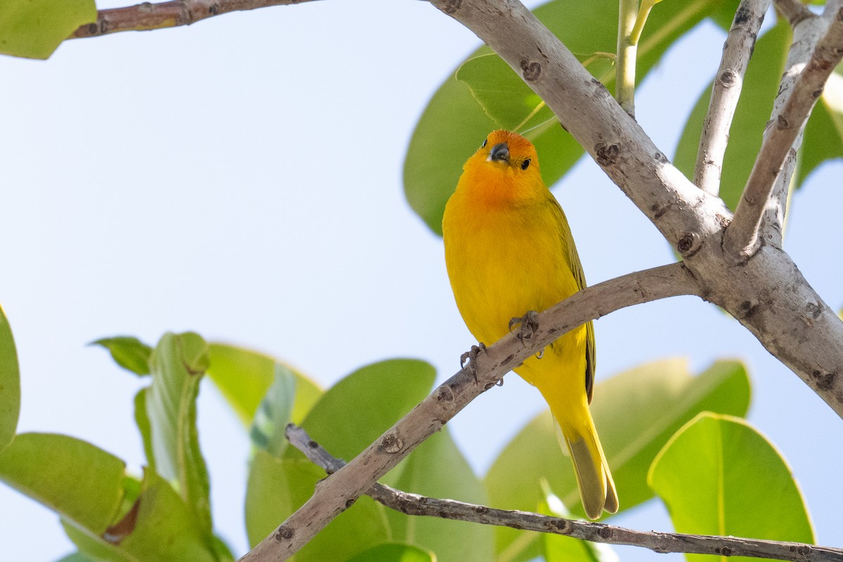 Saffron Finch - ML659191537
