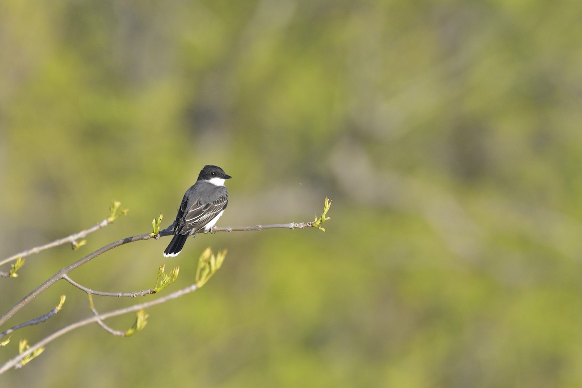 Eastern Kingbird - ML659191541