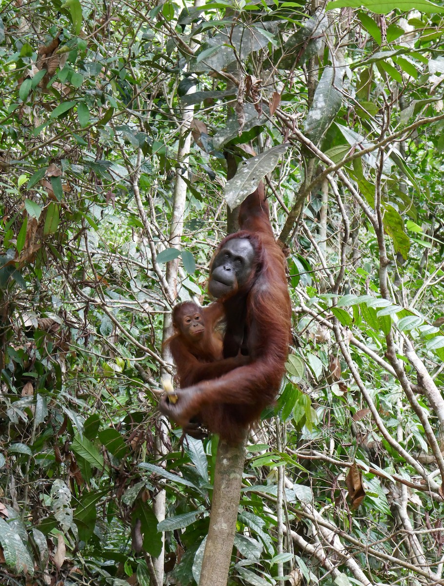 Bornean Orangutan - Pongo pygmaeus - Media Search - Macaulay Library ...