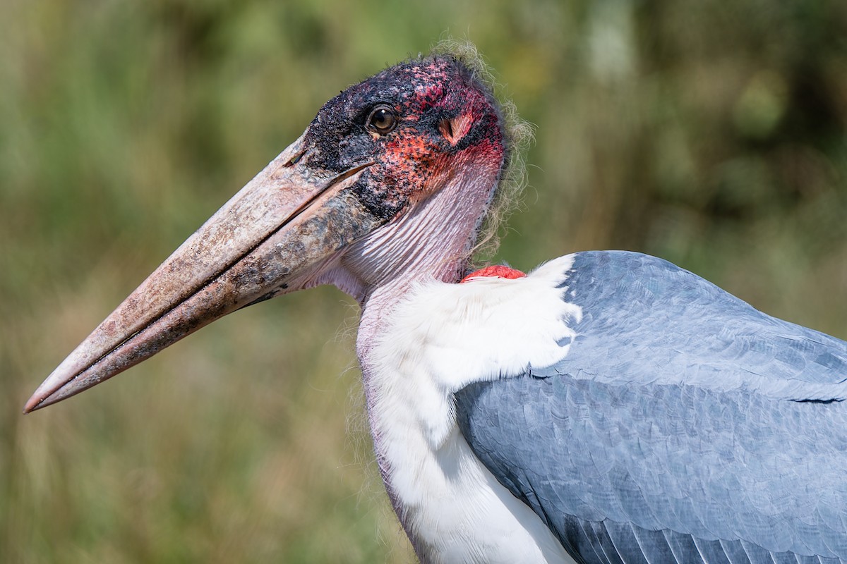 marabu africký - ML659191608