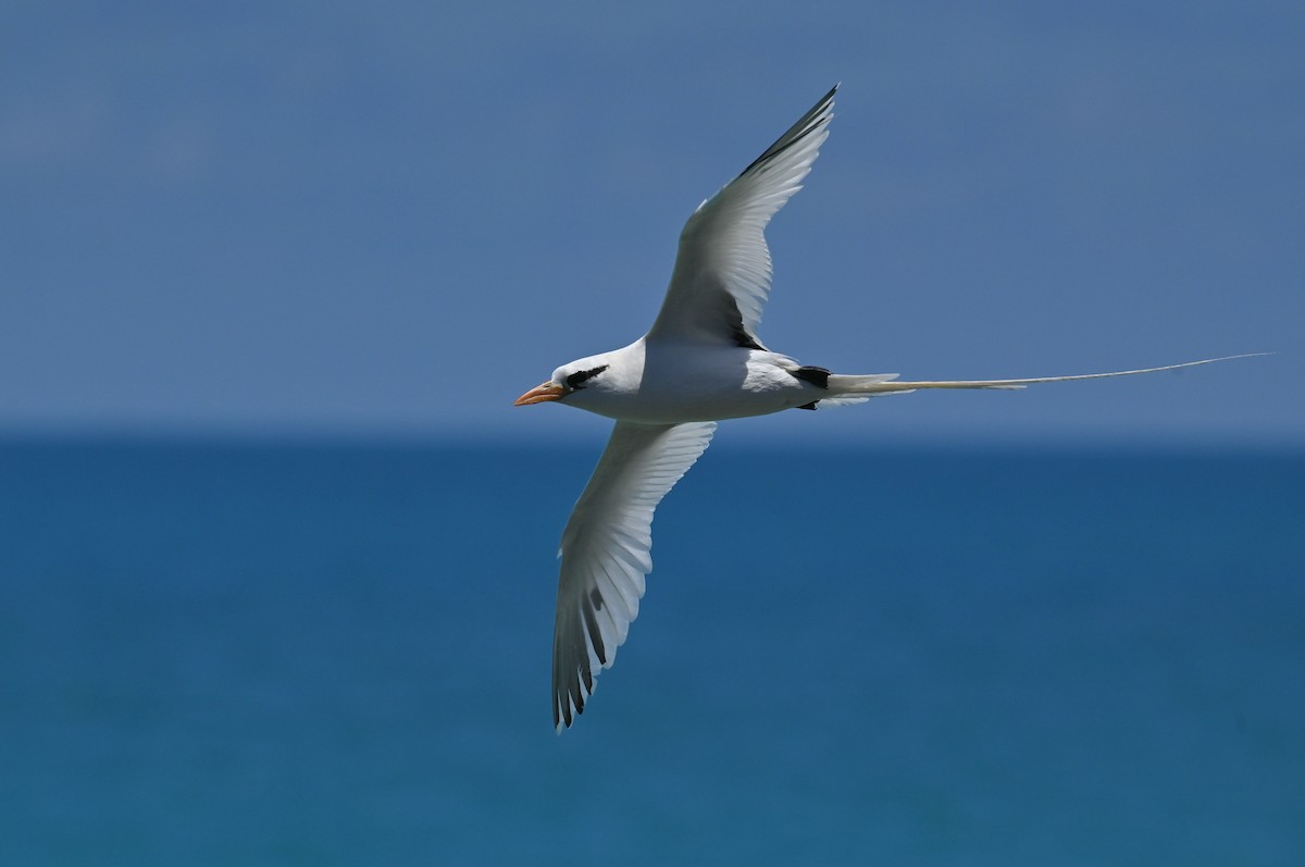 White-tailed Tropicbird - ML659191615