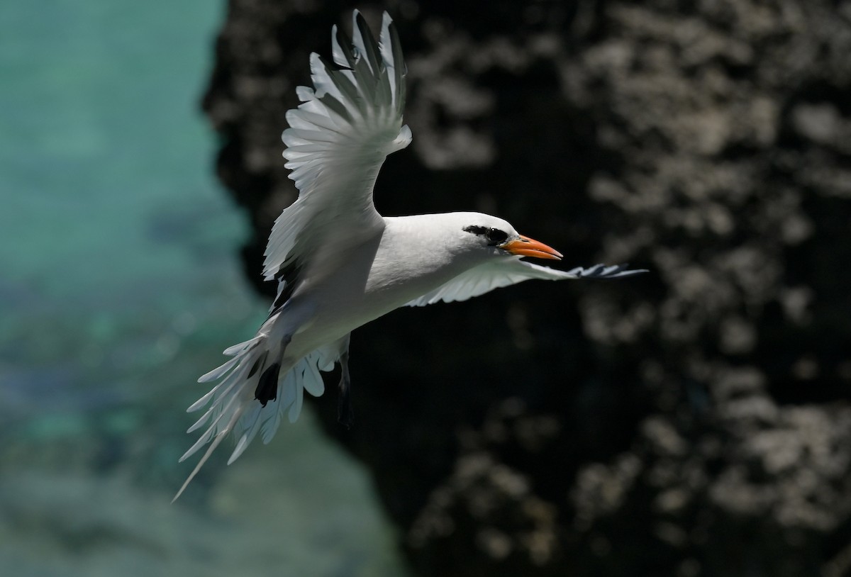 White-tailed Tropicbird - ML659191834