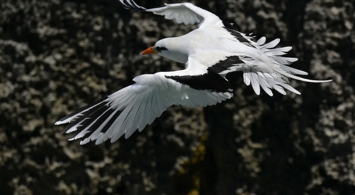 White-tailed Tropicbird - ML659191913