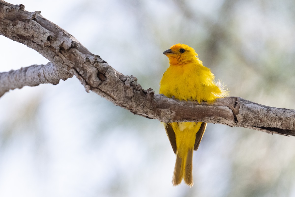 Saffron Finch - ML659191927
