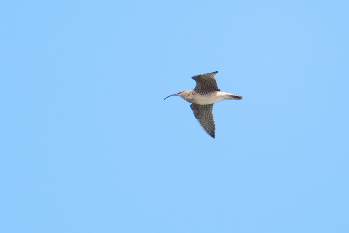 Bristle-thighed Curlew - ML659191932