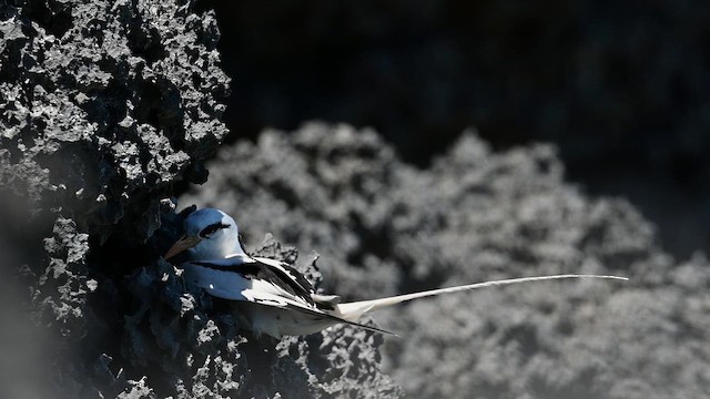 White-tailed Tropicbird - ML659192097