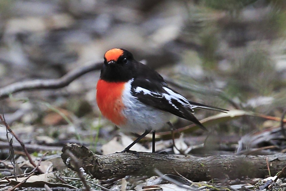 Red-capped Robin - ML65919281