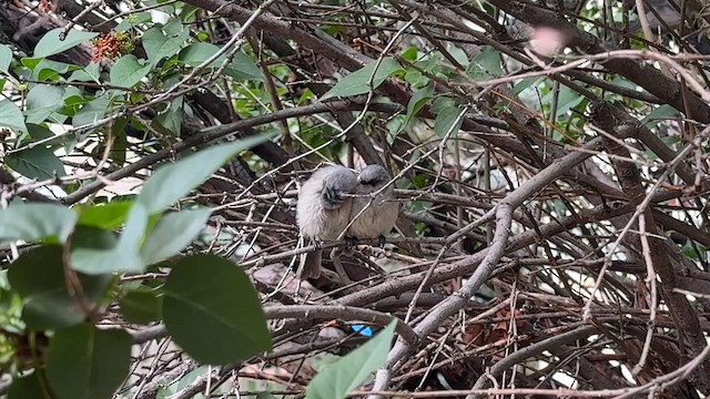 Bushtit - ML659193102