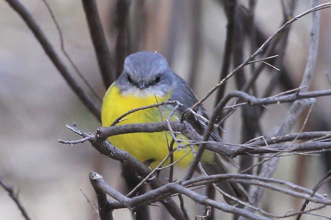 Eastern Yellow Robin - ML65919311