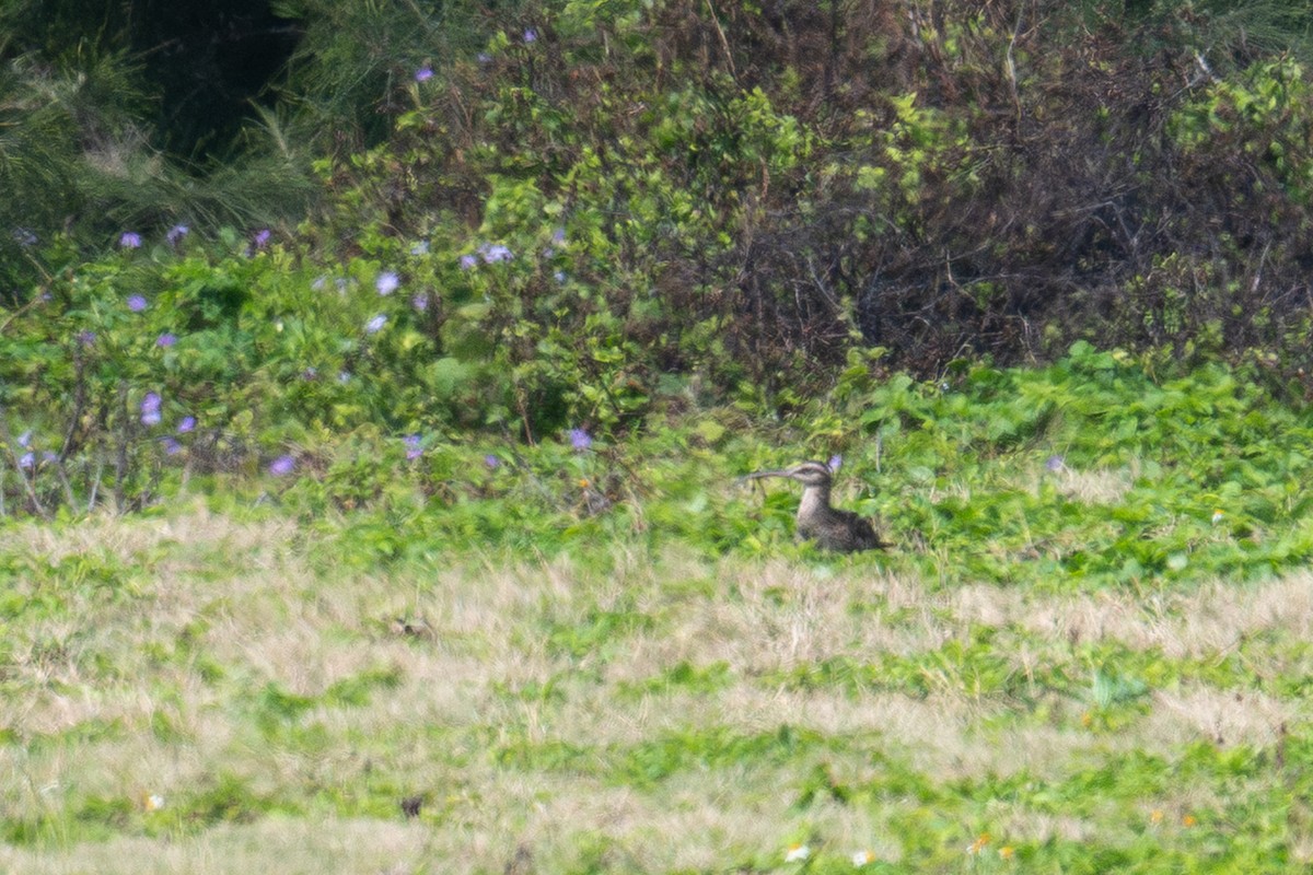 Bristle-thighed Curlew - ML659193267