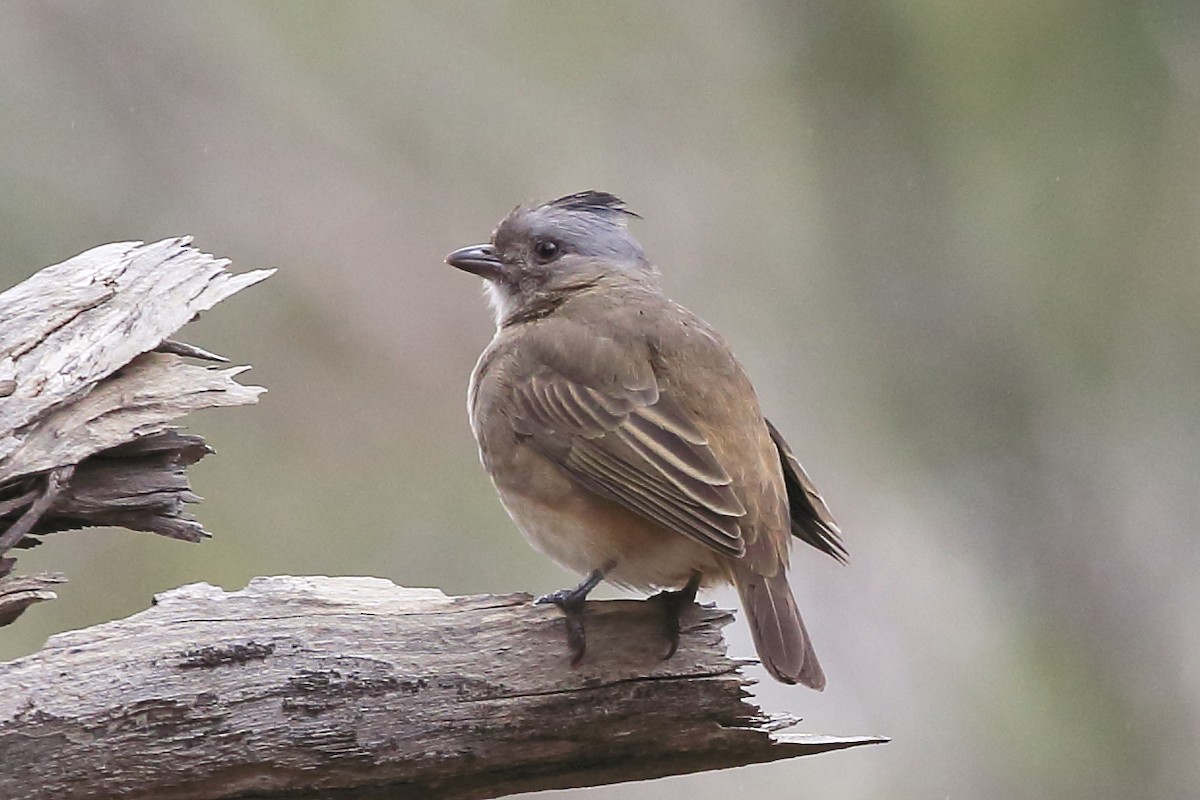 Crested Bellbird - ML65919341