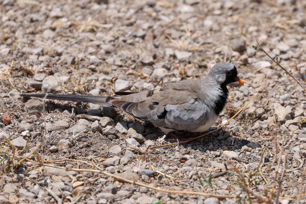 Namaqua Dove - ML659193549