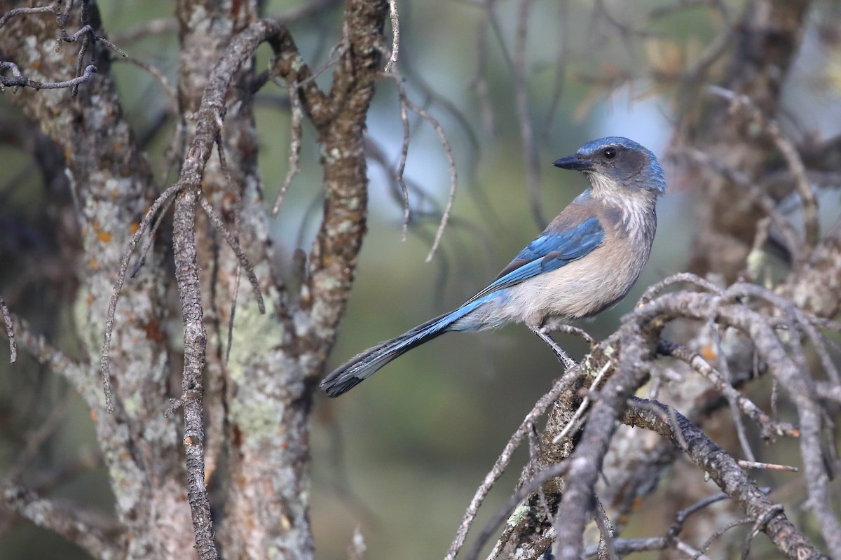 Woodhouse's Scrub-Jay - ML659194045