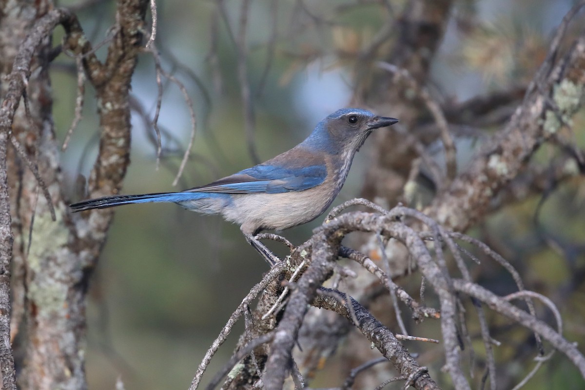 Woodhouse's Scrub-Jay - ML659194127