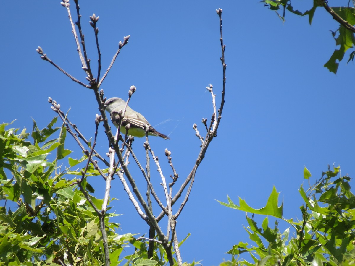 Western Kingbird - ML659194184