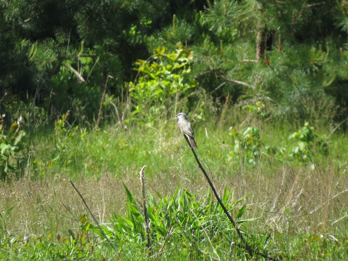 Western Kingbird - ML659194185