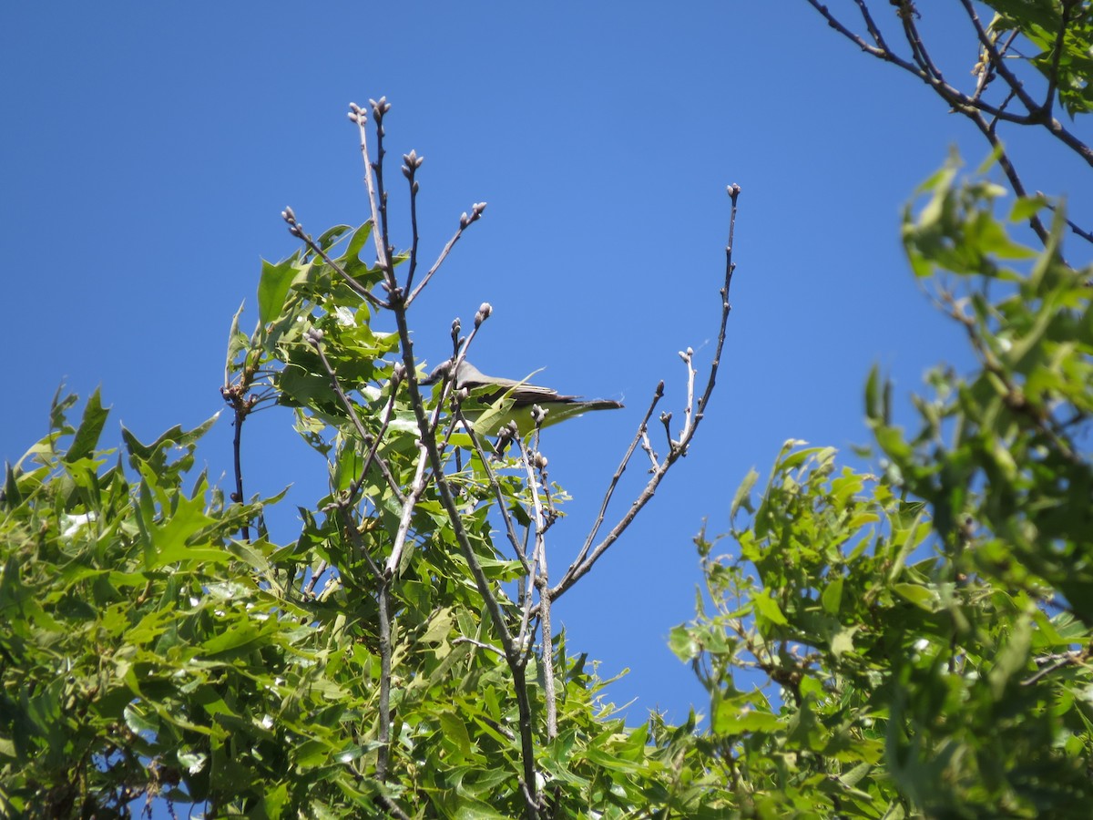 Western Kingbird - ML659194186