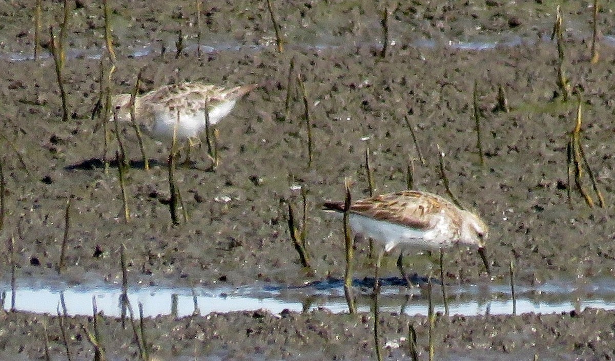 Western Sandpiper - ML65919421