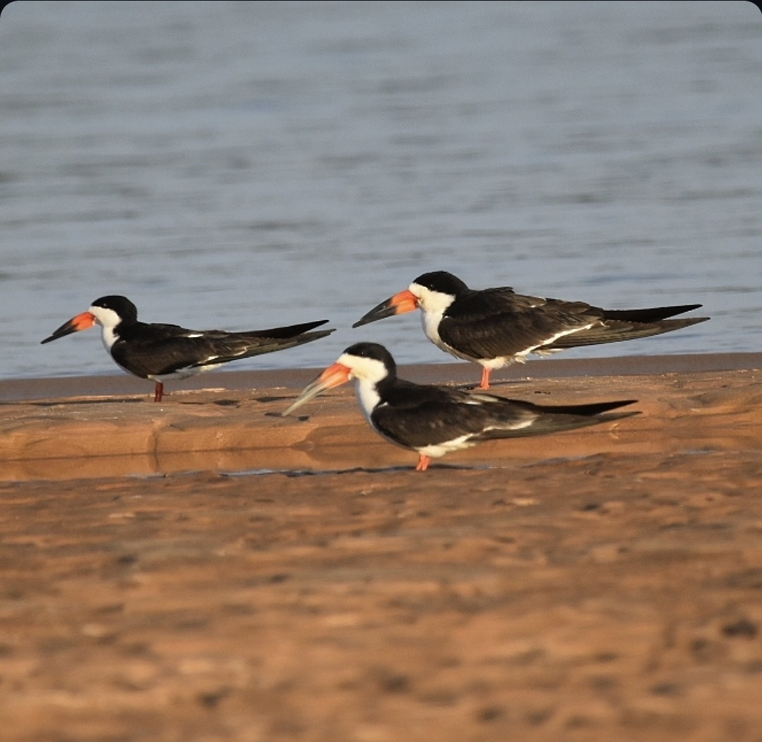Black Skimmer - ML659194951