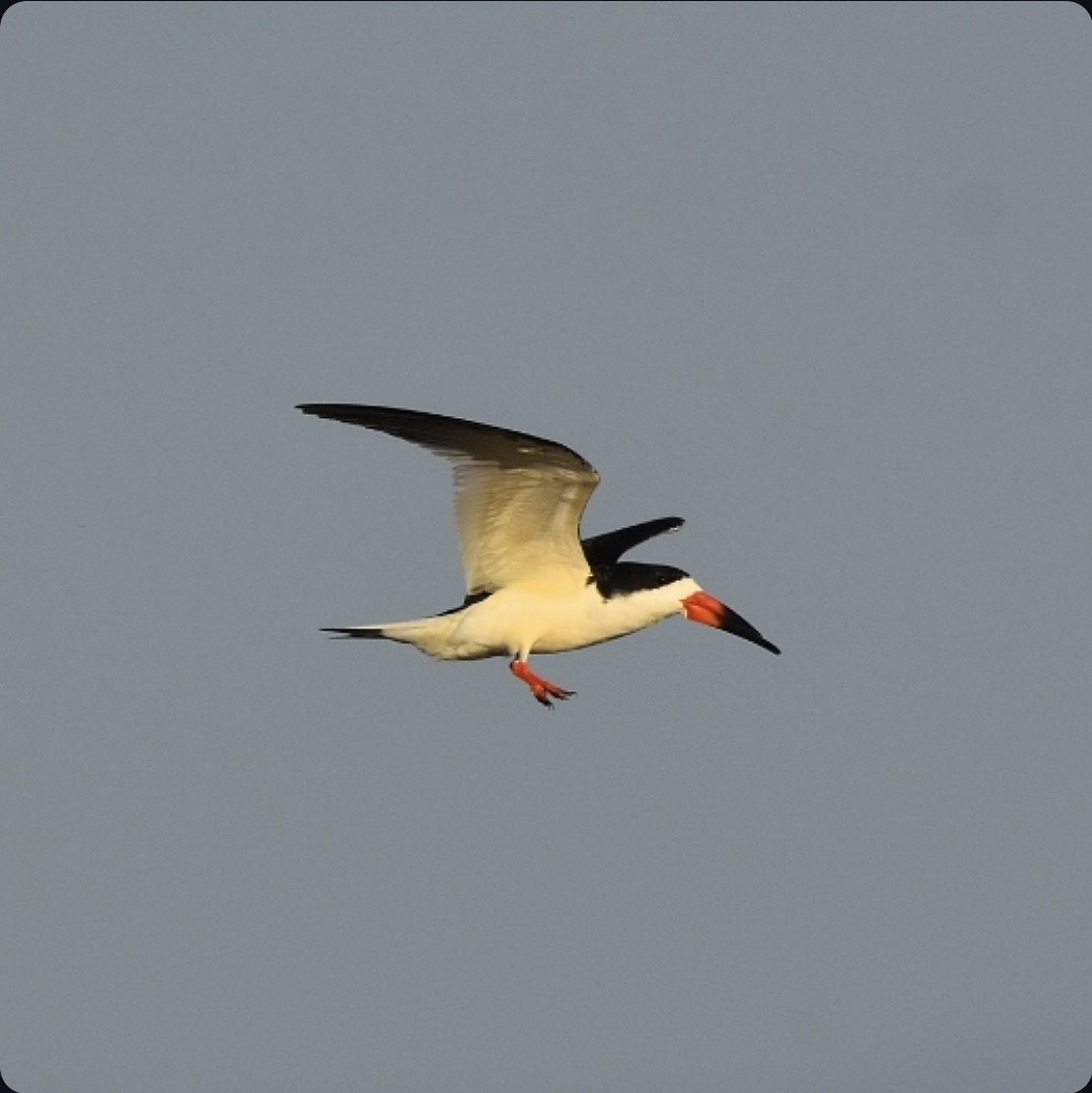 Black Skimmer - ML659194952