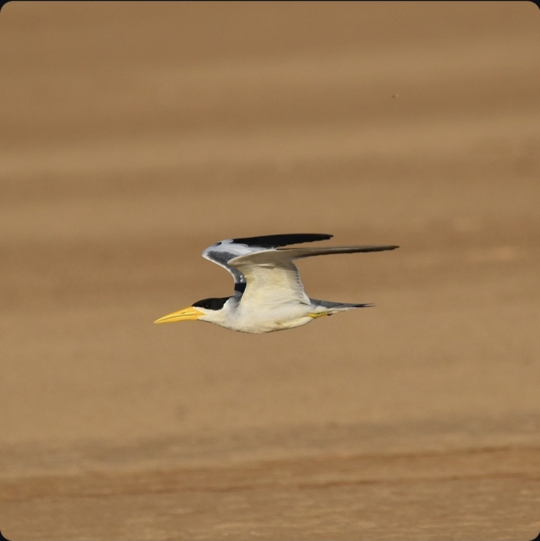 Large-billed Tern - ML659194963