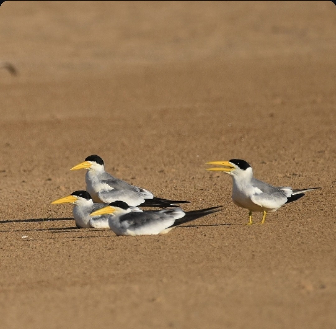 Large-billed Tern - ML659194964