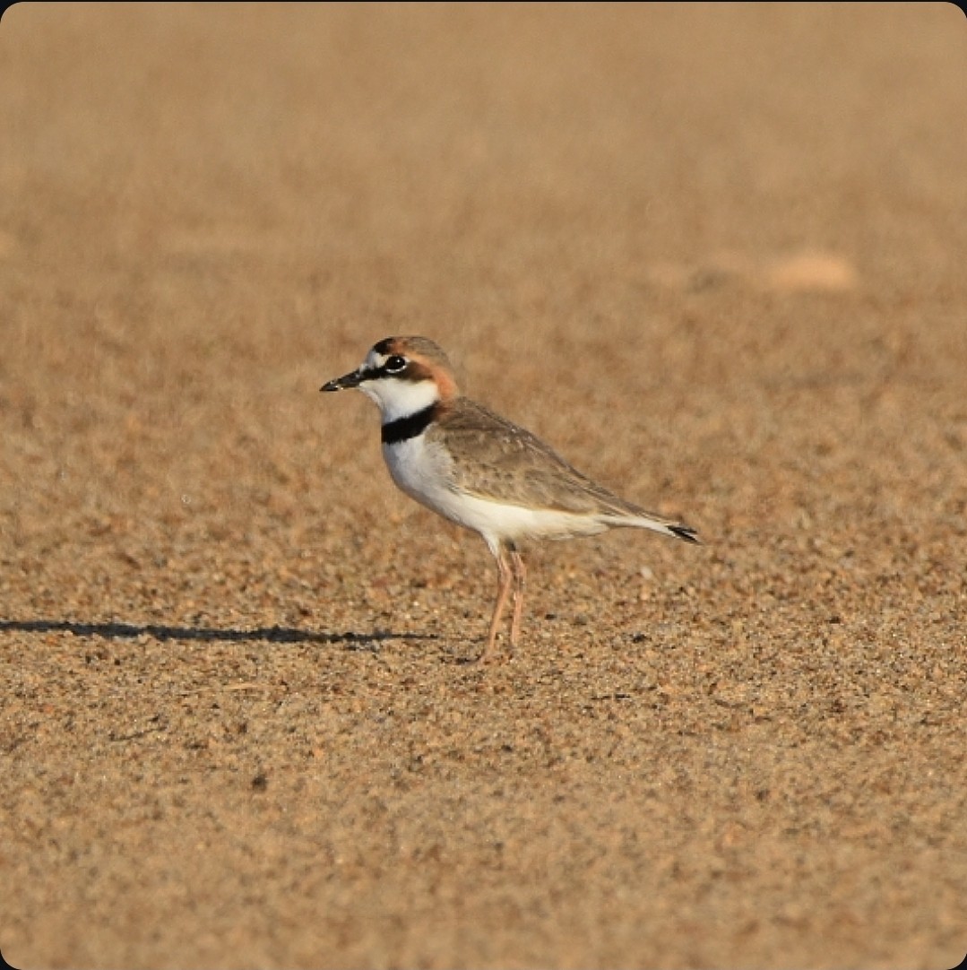 Collared Plover - ML659195026