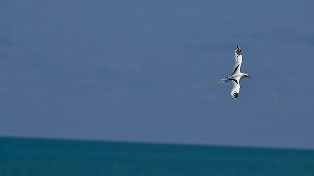 White-tailed Tropicbird - ML659195060