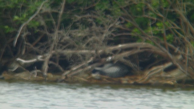 Common Loon - ML659195109