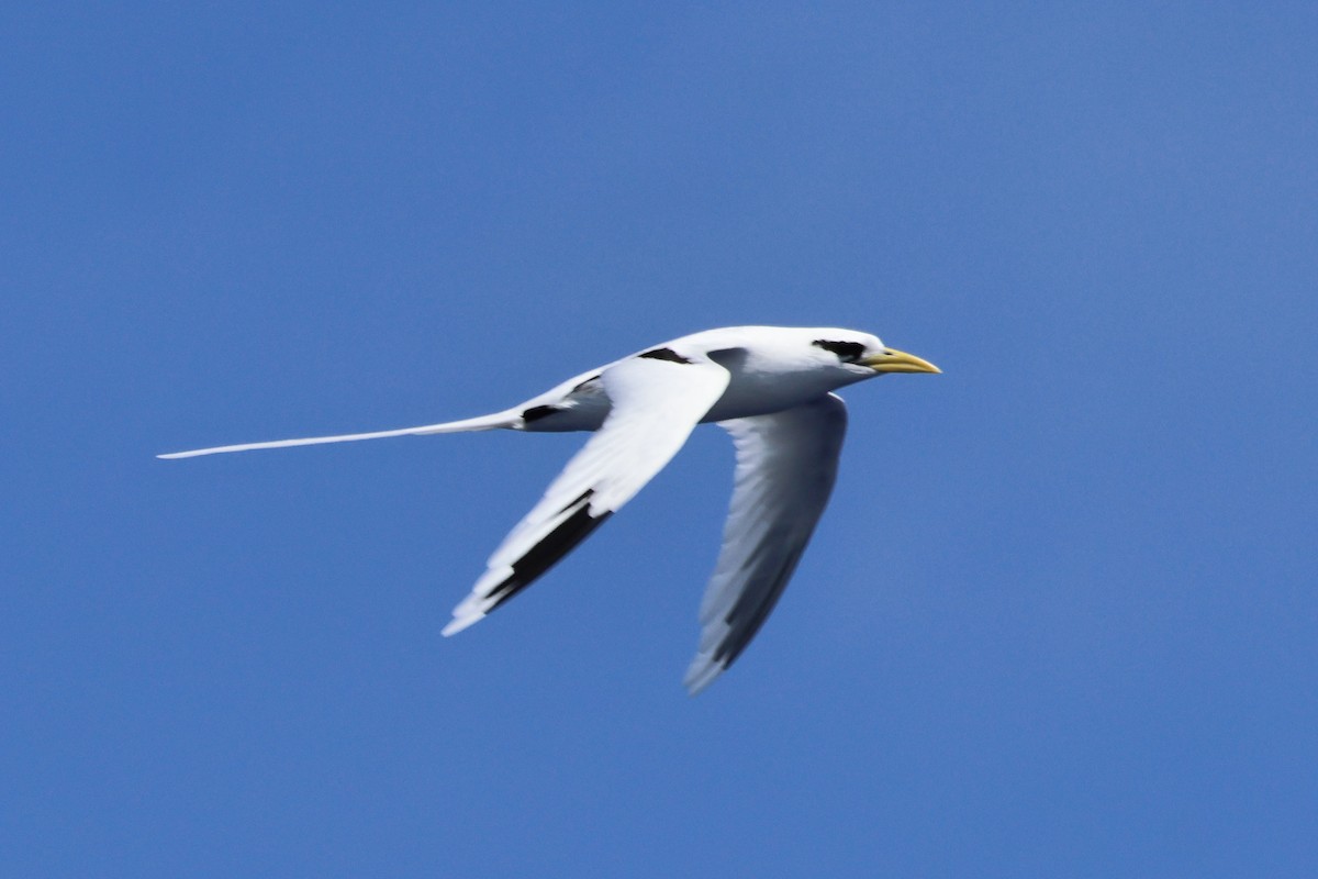 White-tailed Tropicbird - ML659195839