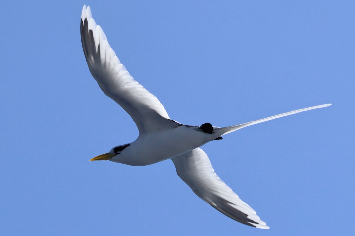 White-tailed Tropicbird - ML659195849