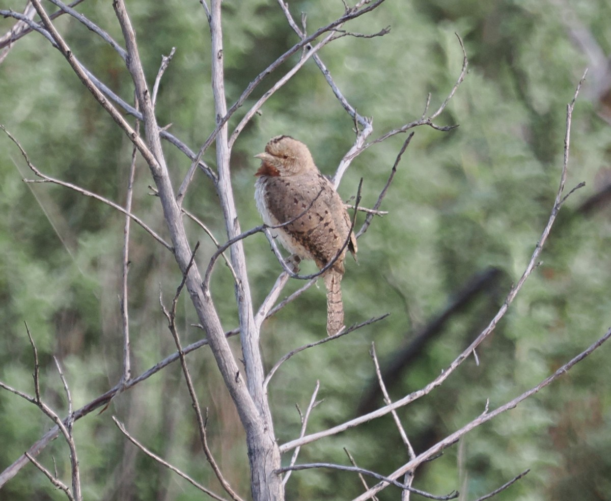 Red-throated Wryneck - ML659195949