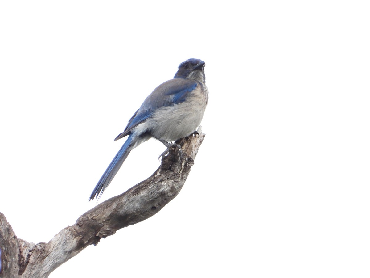 Woodhouse's Scrub-Jay - ML659196085