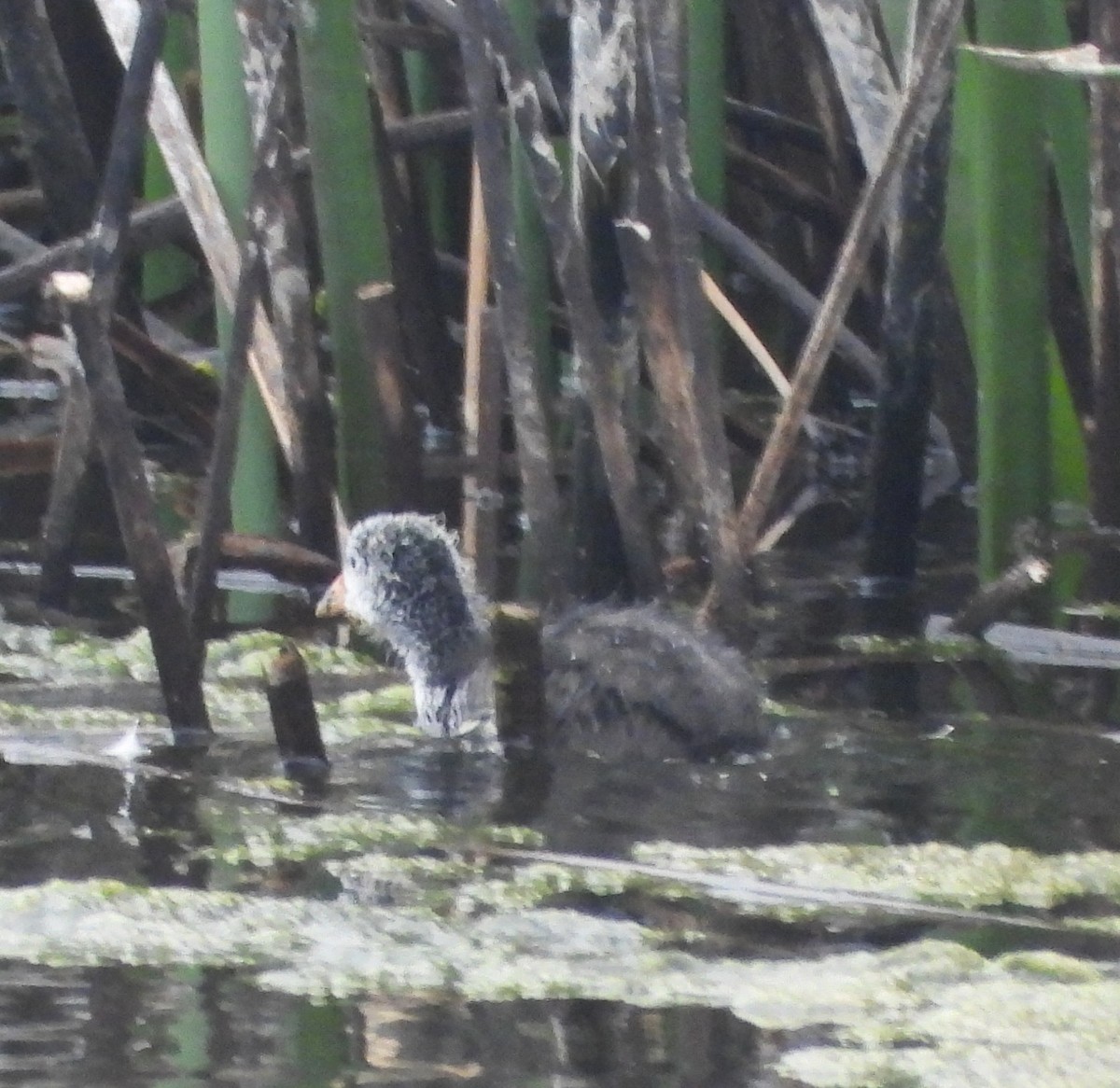 American Coot - ML659196266