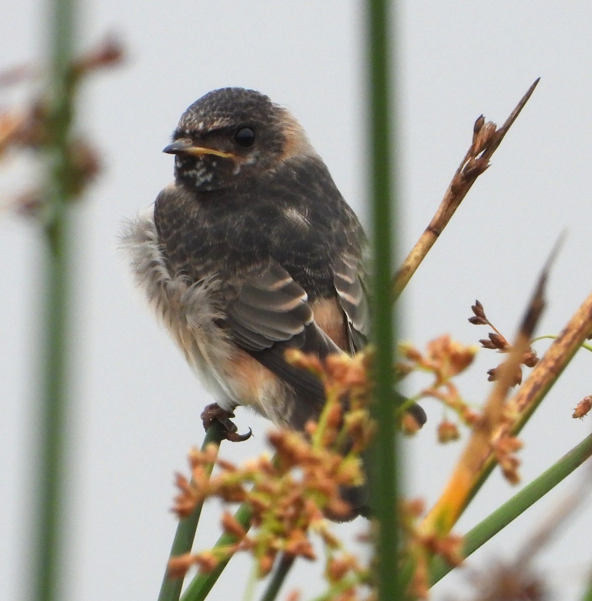 Cliff Swallow - ML659196293