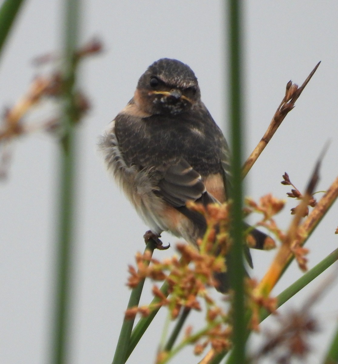 Cliff Swallow - ML659196294