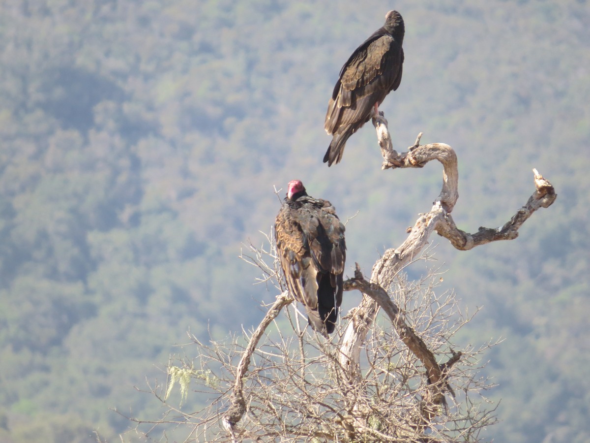 Turkey Vulture - ML65919641