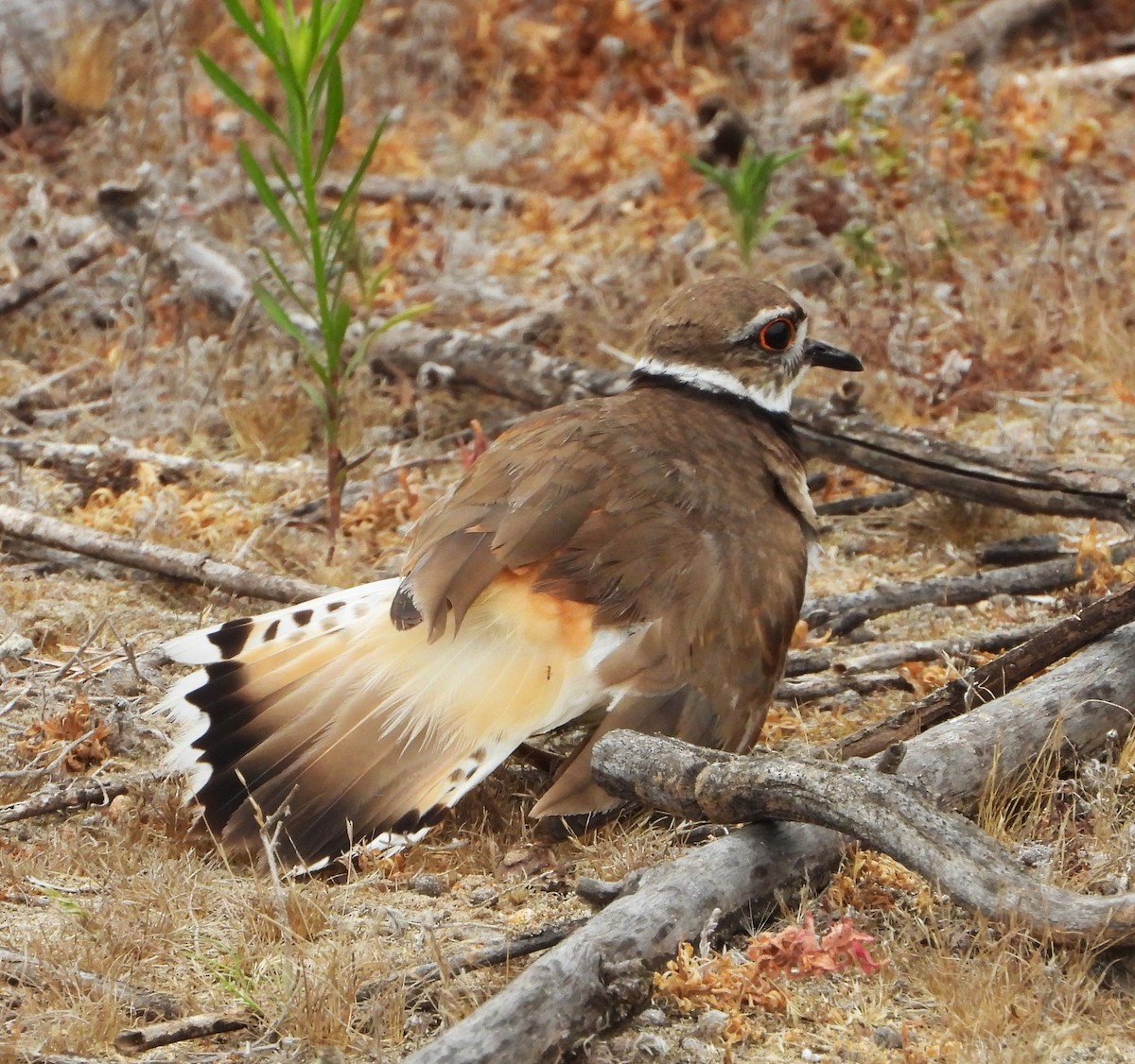 Killdeer - ML659196509