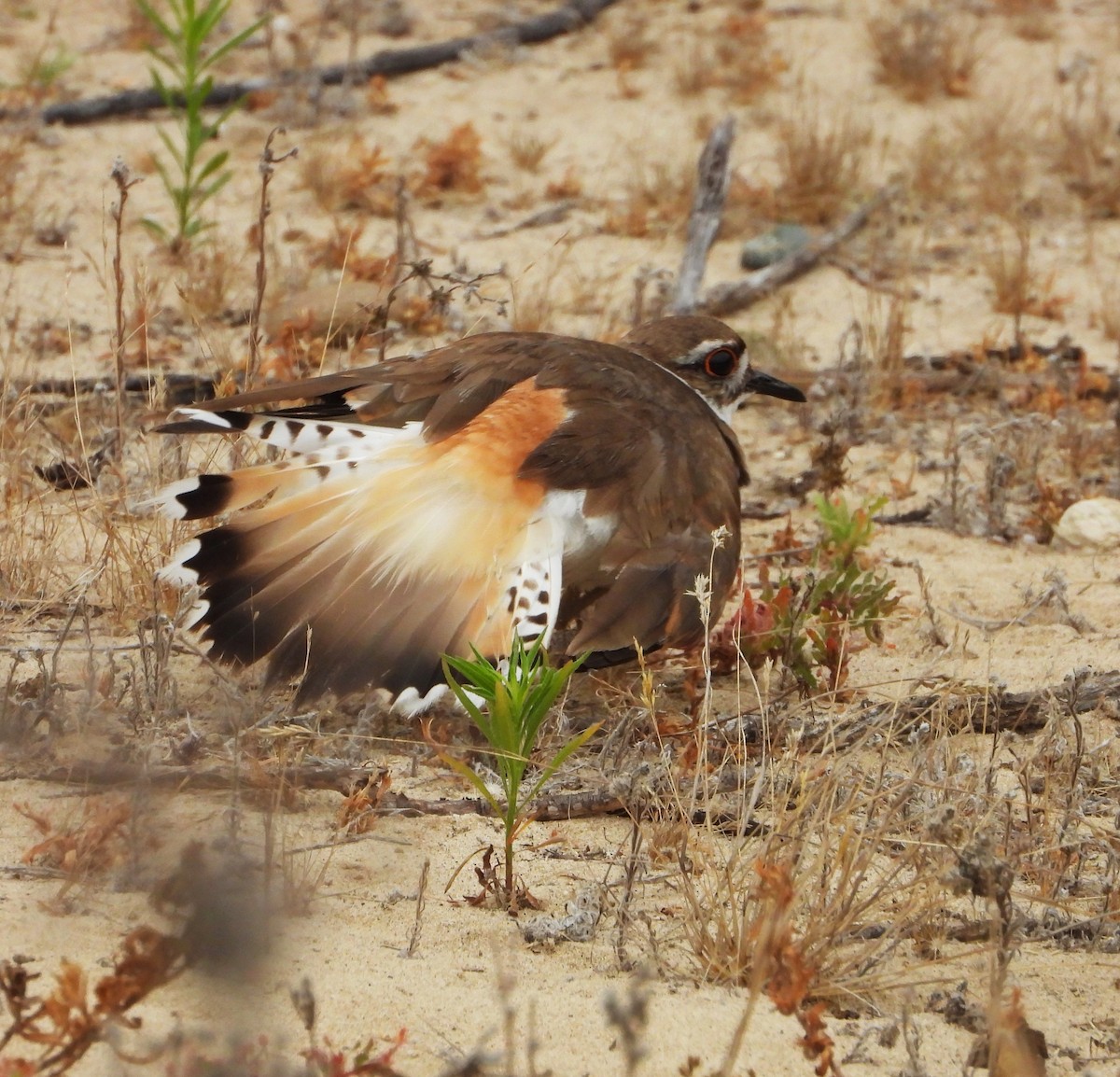 Killdeer - ML659196510