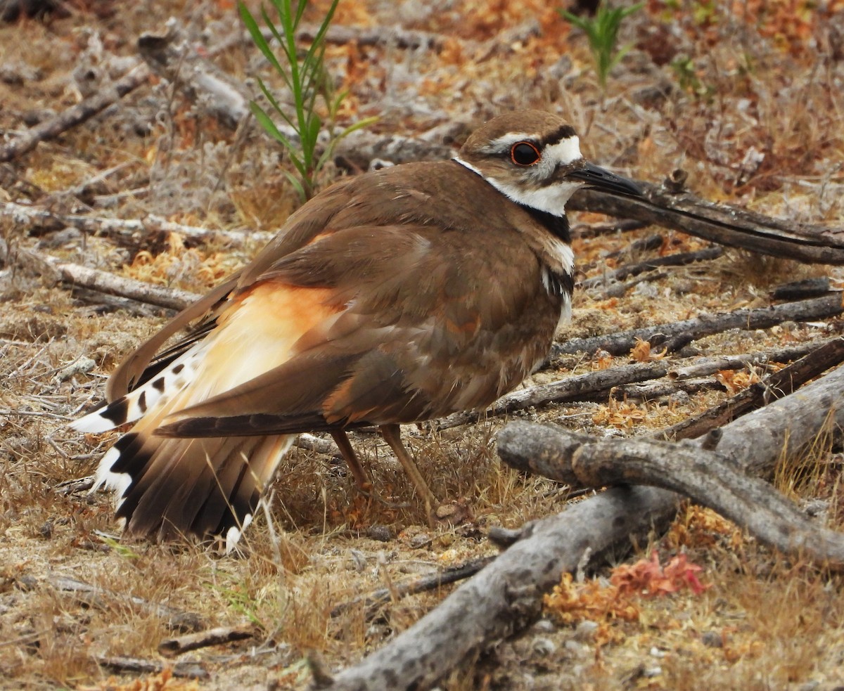 Killdeer - ML659196511