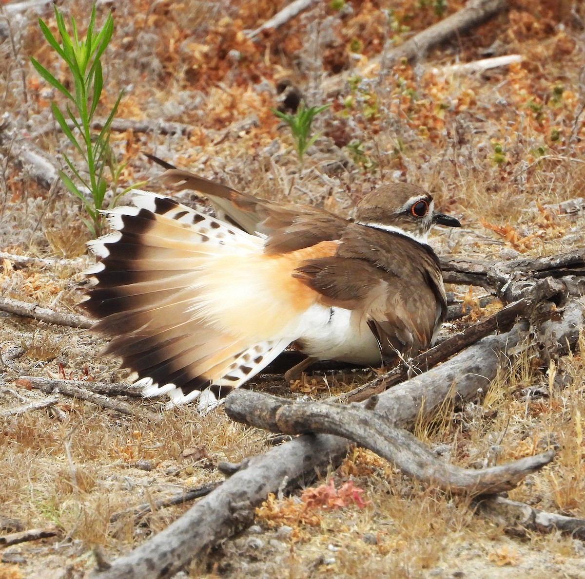 Killdeer - ML659196512