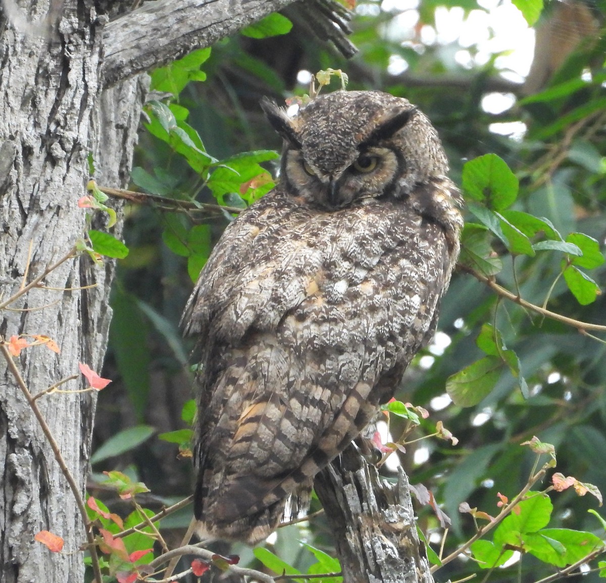 Great Horned Owl - ML659196552