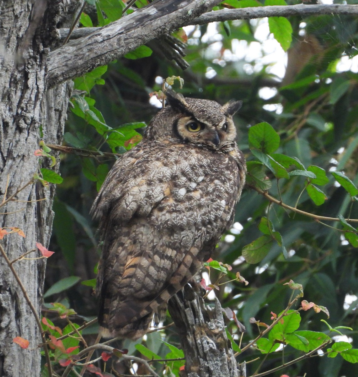 Great Horned Owl - ML659196553