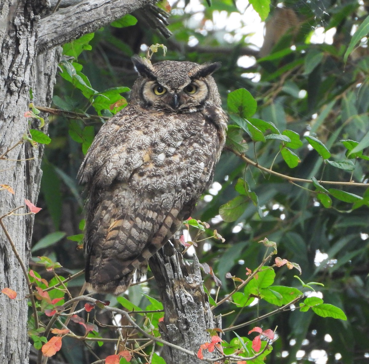 Great Horned Owl - ML659196554