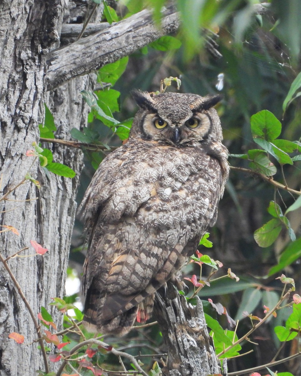 Great Horned Owl - ML659196556