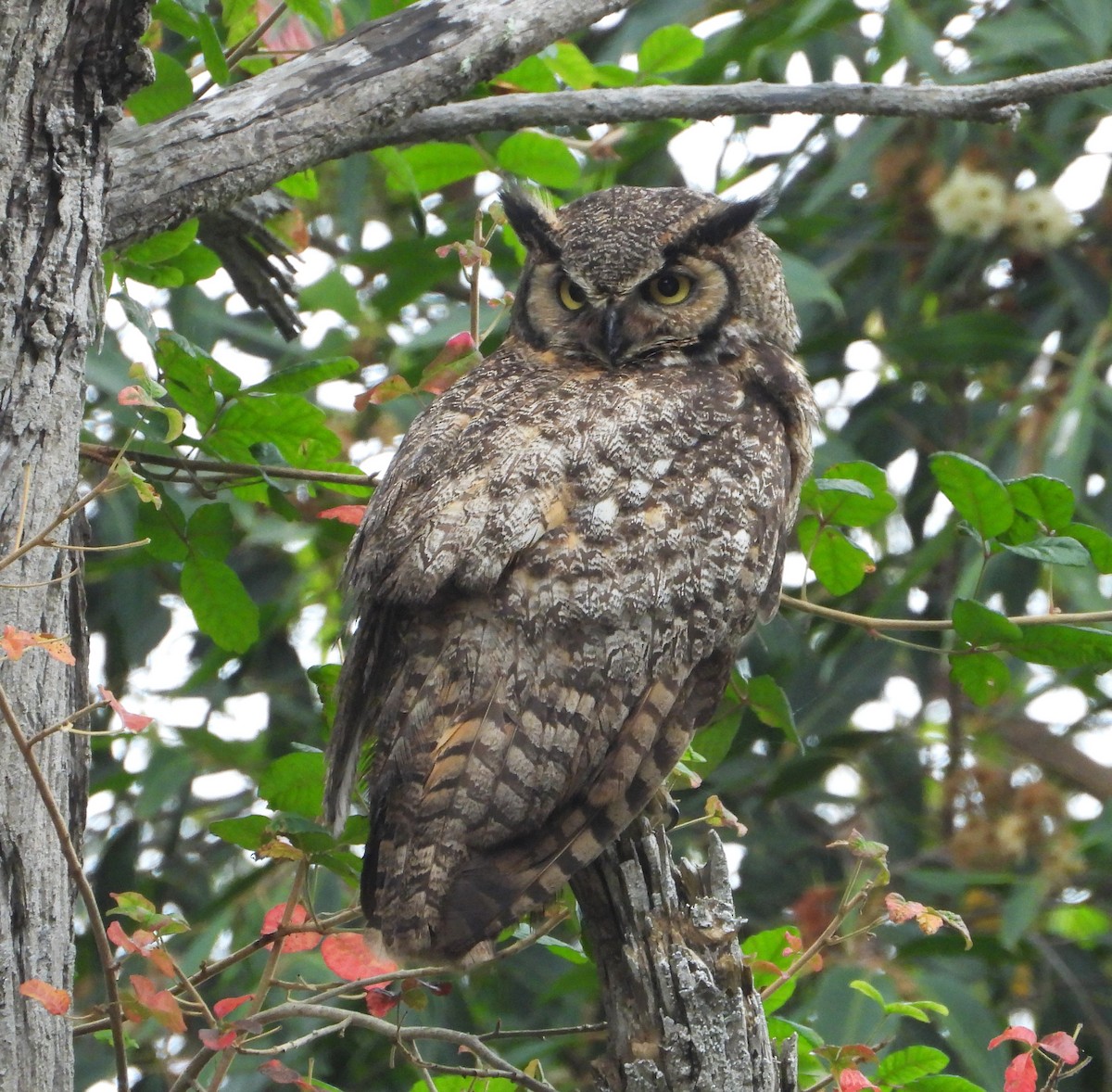 Great Horned Owl - ML659196557