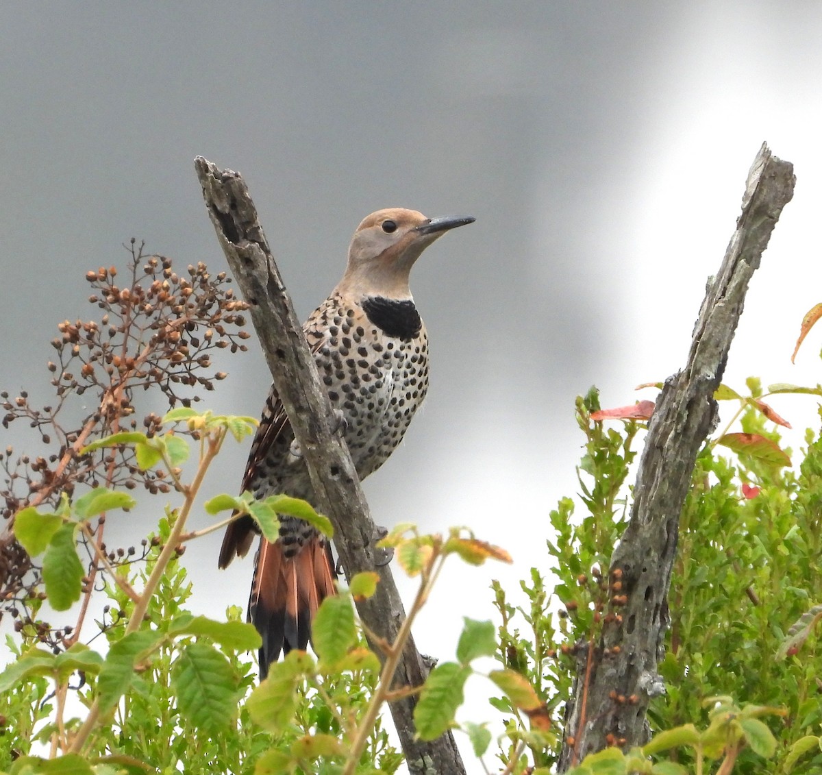 Northern Flicker - ML659196591