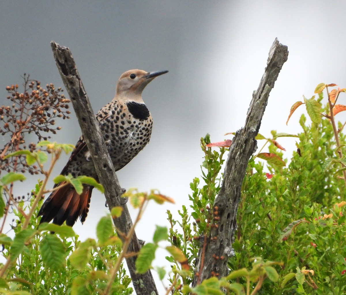 Northern Flicker - ML659196592