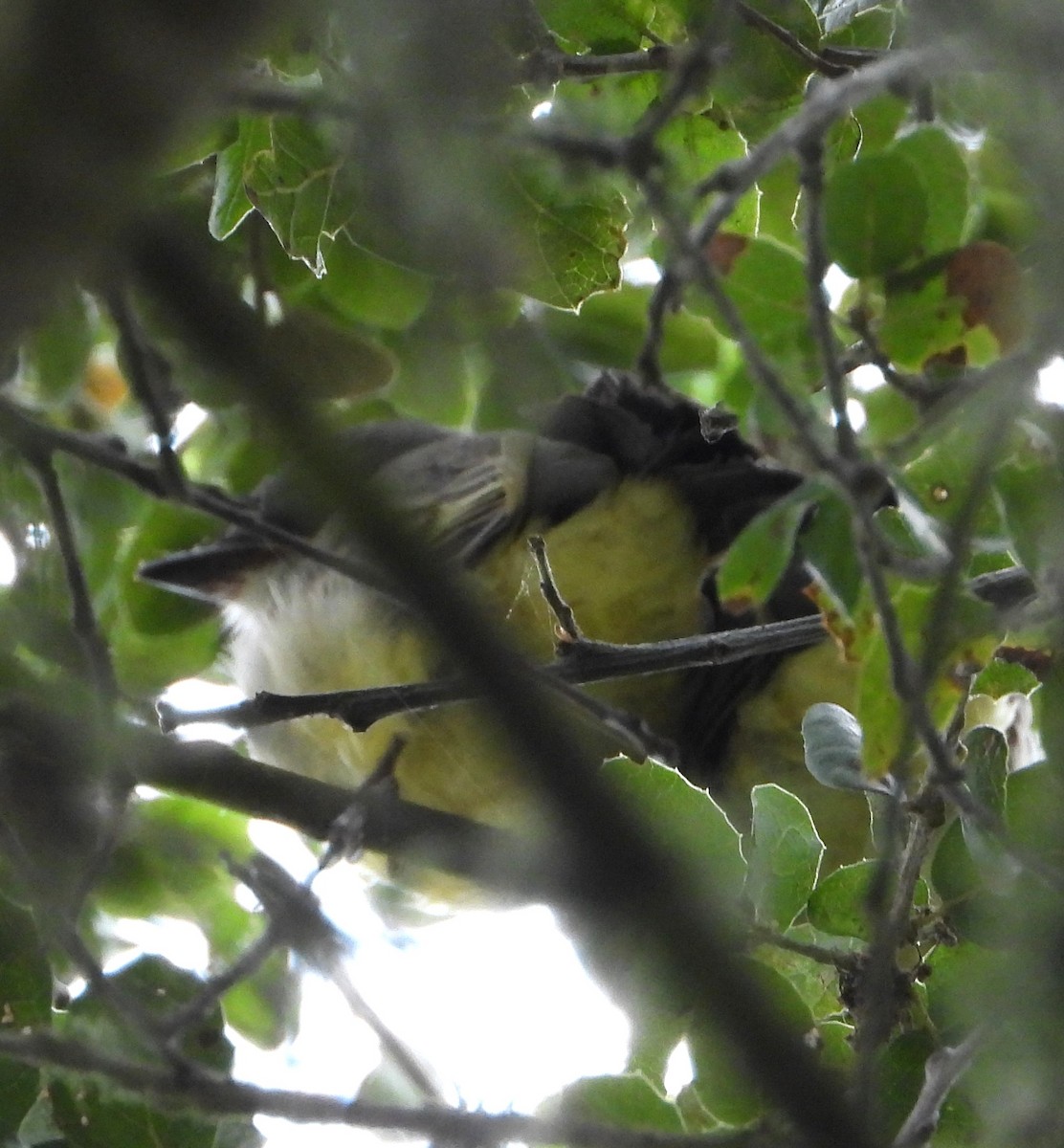 Cassin's Kingbird - ML659196714