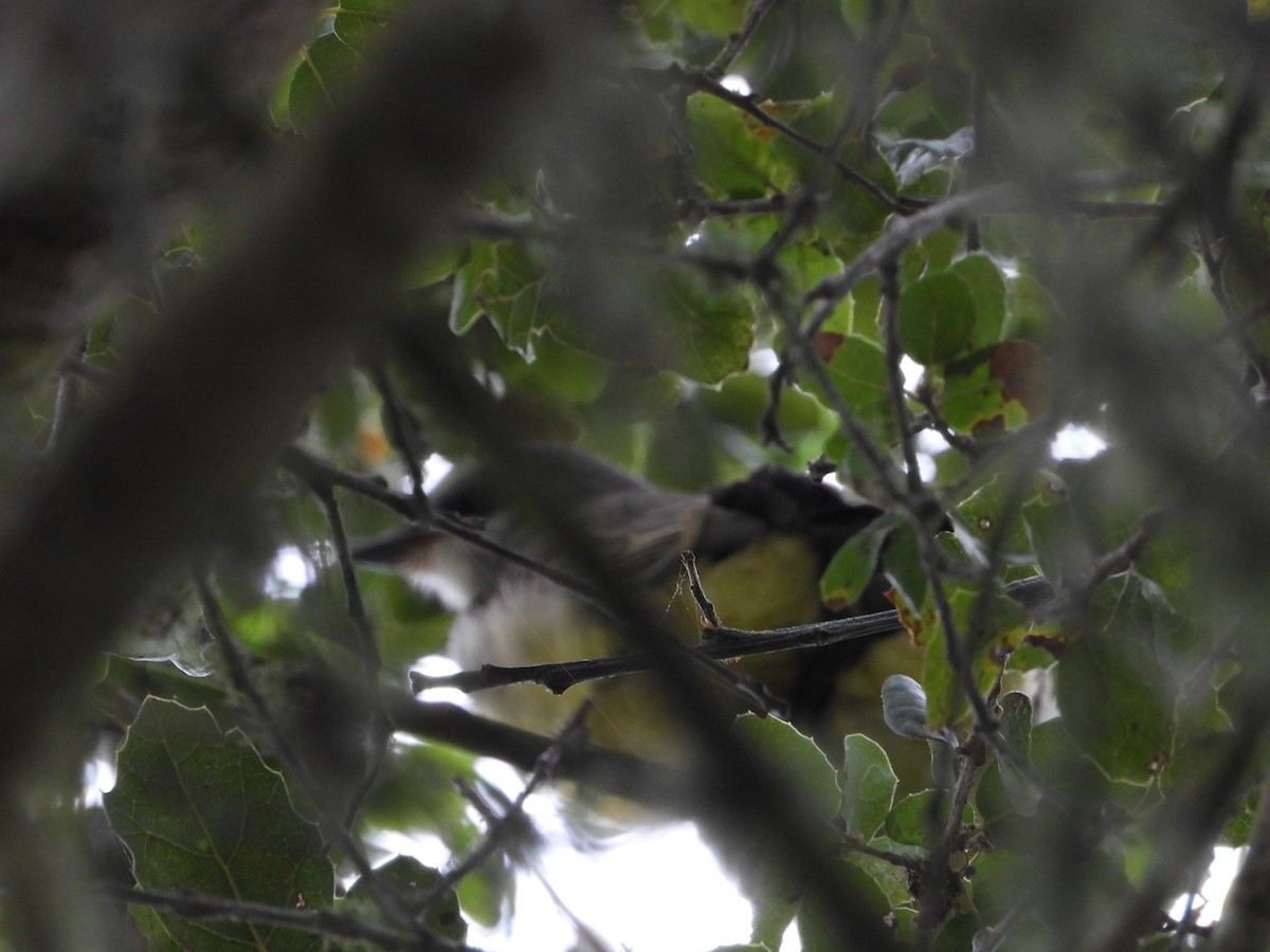 Cassin's Kingbird - ML659196715